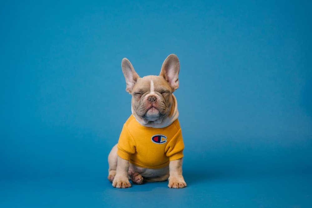 Bella, a French bulldog in a yellow sweater