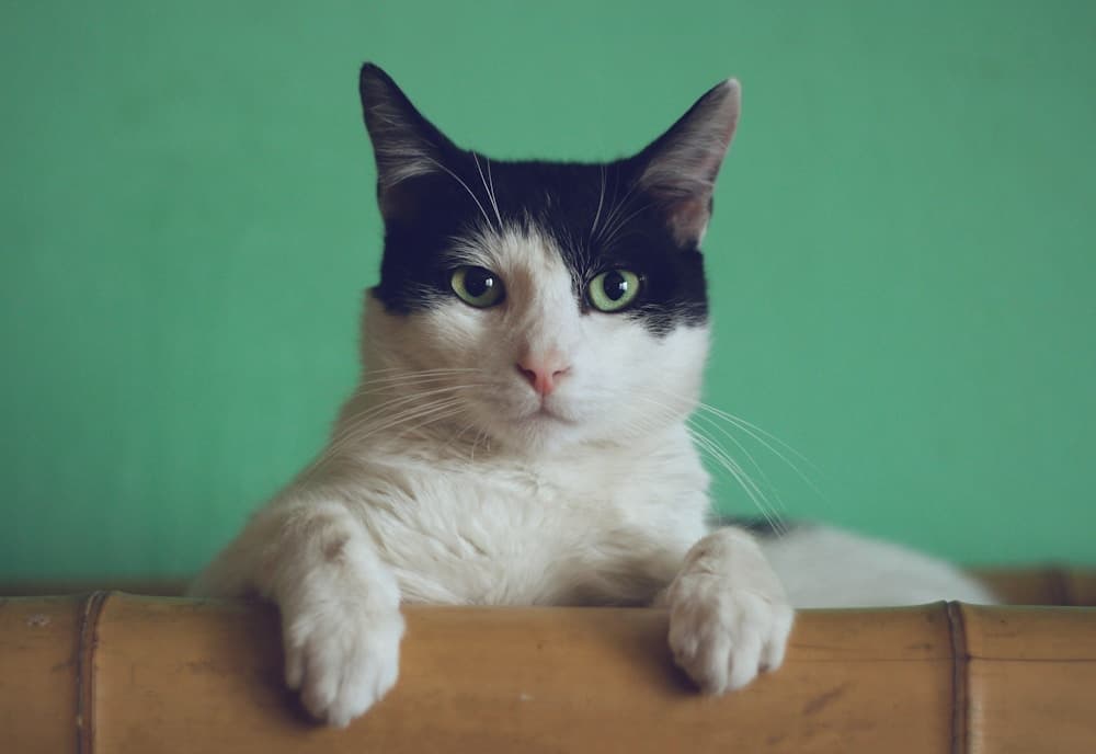 A curious cat
